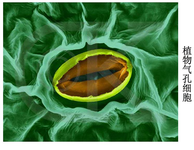 植物气孔细胞